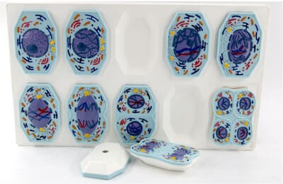 Mô Hình Meiosis Tế Bào Động Vật