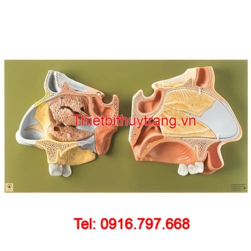 Mô Hình Mũi 5 Phần Somso Đức