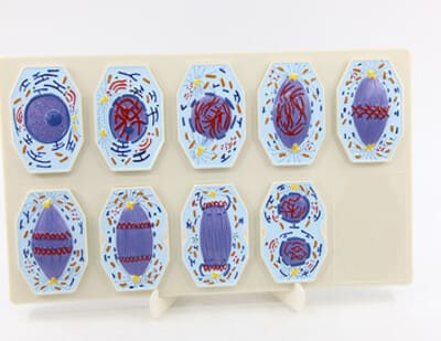 Mô hình nguyên phân