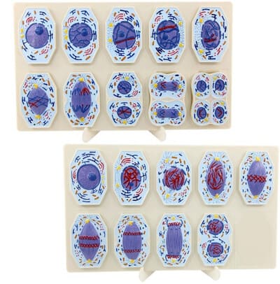Mô Hình Tế Bào Động Vật Meiosis 10 Phần