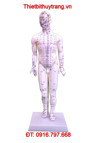 MÔ HÌNH THỰC HÀNH CHÂM CỨU HUYỆT ĐẠO NAM 46CM TT-505