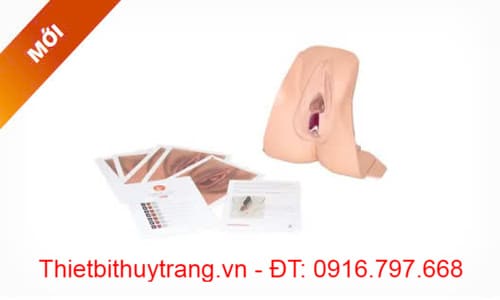MÔ HÌNH THỰC TẬP PHỤC HỒI CƠ THẮT HẬU MÔN LIMBS & THINGS 61102