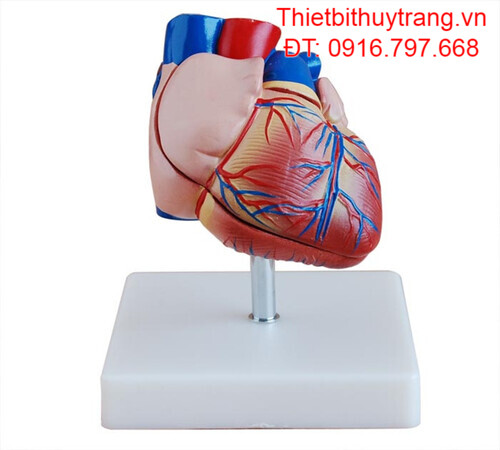 MÔ HÌNH TRÁI TIM NGƯỜI KÍCH THƯỚC THẬT MẪU TIÊN TIẾN