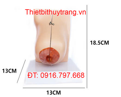 Mô Hình Tuyến Vú Cơ Thể Nữ Giới