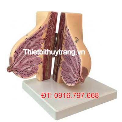 MÔ HÌNH TUYẾN VÚ NỮ GIỚI