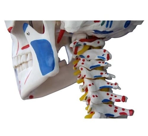 Mô hình xương người có cơ và dây chằng kích thước thật 180cm - 101A