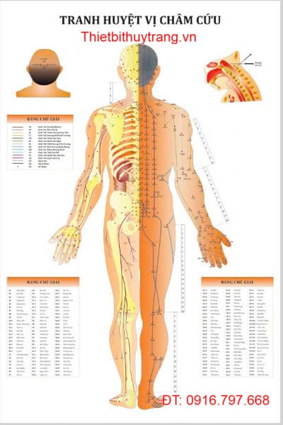 Tranh Châm Cứu 3 Tờ Với Các Huyệt Vị