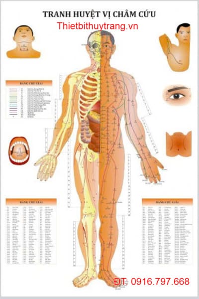 Tranh Huyệt Vị Châm Cứu 3 Mặt Căt