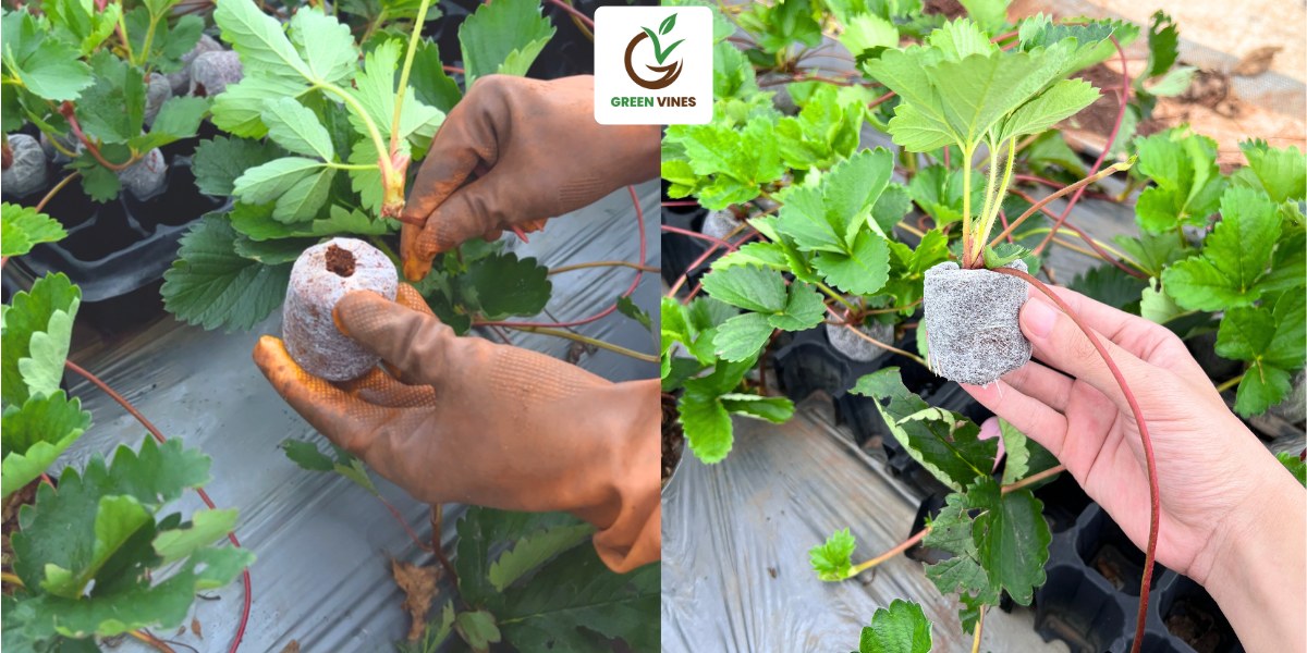 Viên nén xơ dừa đang được ghim vào ngó dâu tây