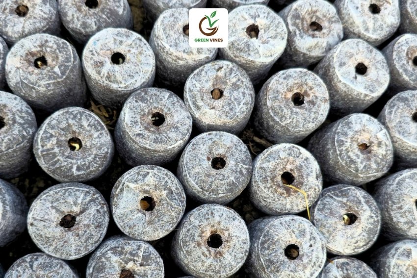 Bầu ươm dưa hấu bằng viên nén xơ dừa