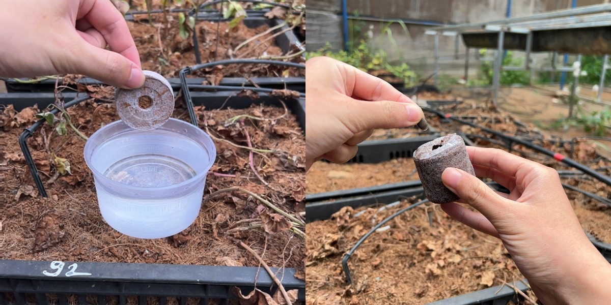 Hướng dẫn sử dùng viên nén xơ dừa để ươm hạt giống