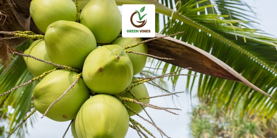 Cảnh xơ dừa ở vùng quê bình định