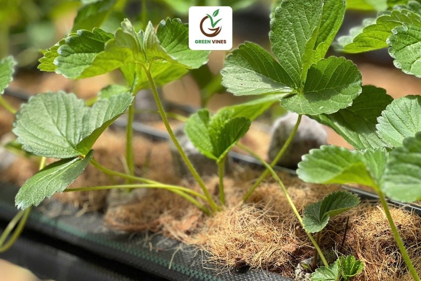 Giá thể trồng cây xơ dừa dùng để trồng cây dâu tây