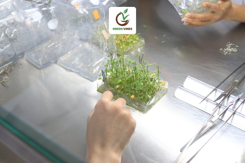 Giống khoai lang nhật ruột vàng cấy mô