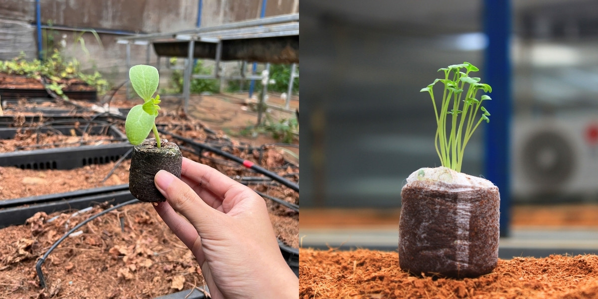 Viên nén xơ dừa ươm hạt giống cây lớn nhanh rễ khỏe