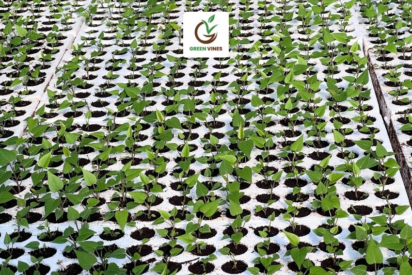 Khoai lang nhật ruột vàng cấy mô