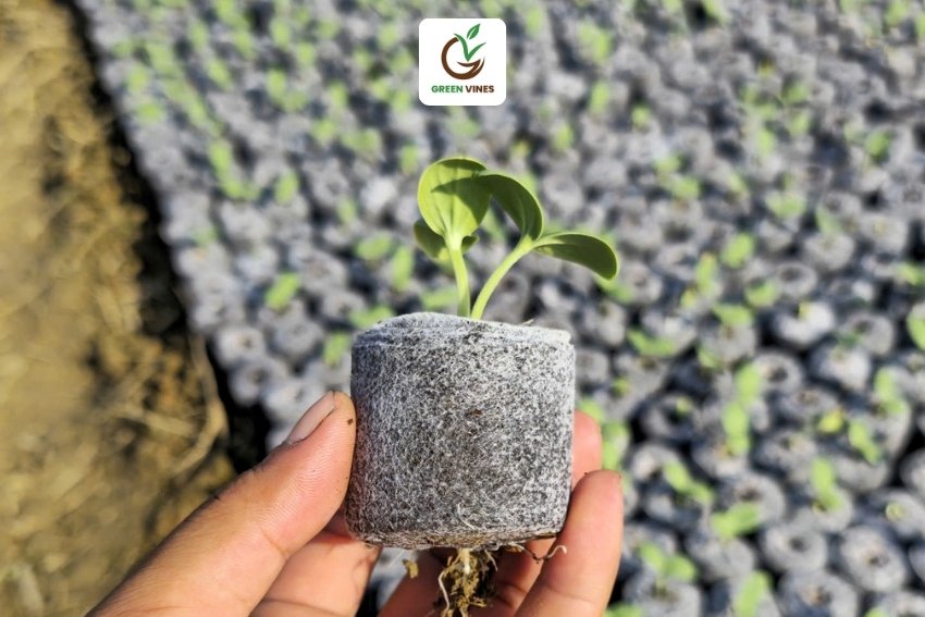 Viên nén xơ dừa được sử dụng để ươm hạt giống dưa hấu diện tích lớn