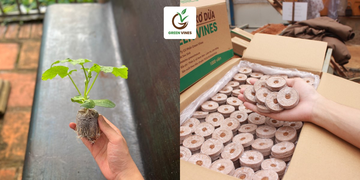 Viên nén xơ dừa dùng cho ươm hạt