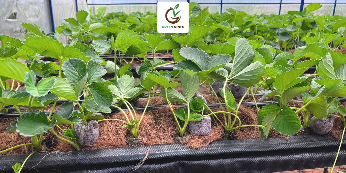 Ngó dâu tây phát triển khỏe mạnh khi được ươm với viên nén xơ dừa