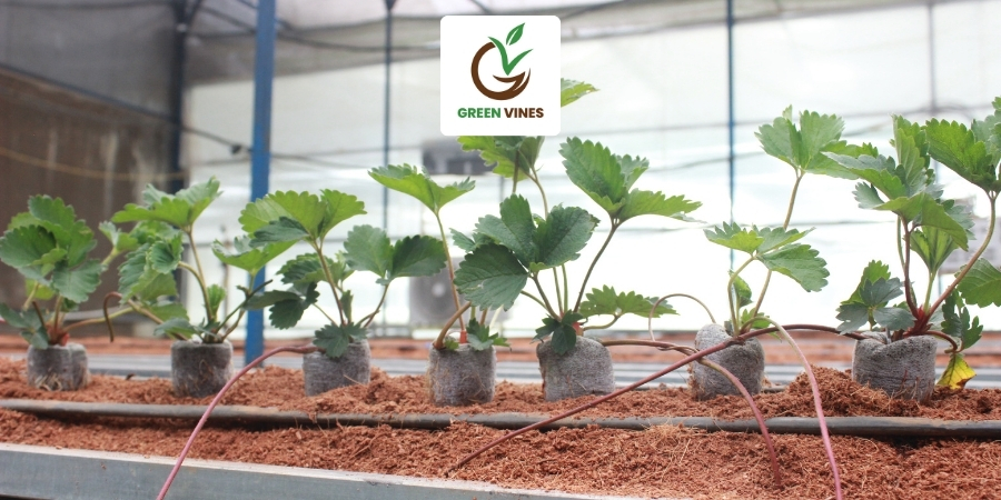 Viên nén xơ dừa dùng để ươm ngó dâu tây