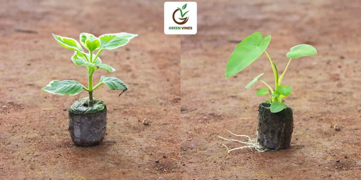 Viên nén xơ dừa ươn cây