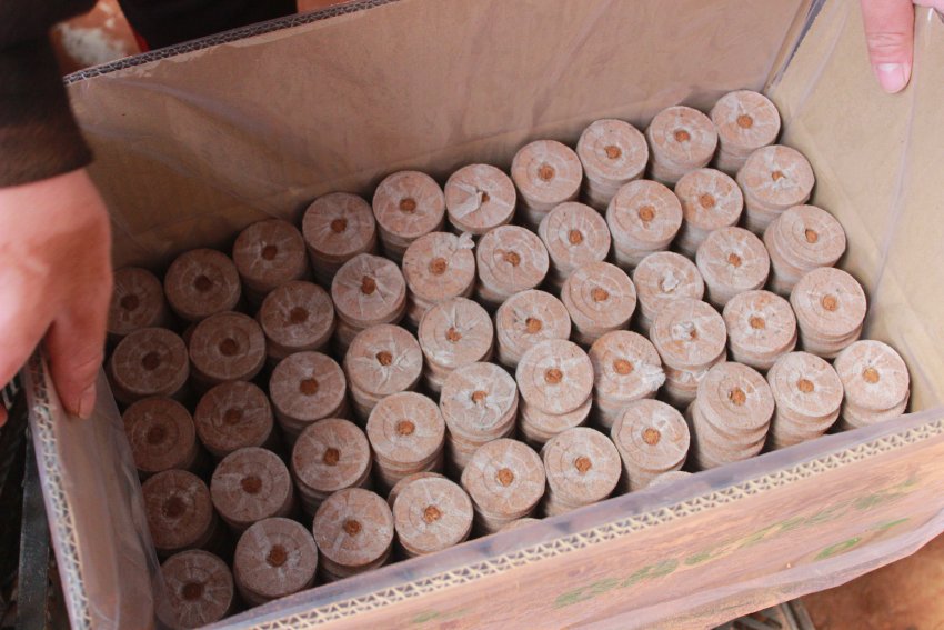 Viên nén xơ dừa dùng để trồng cây