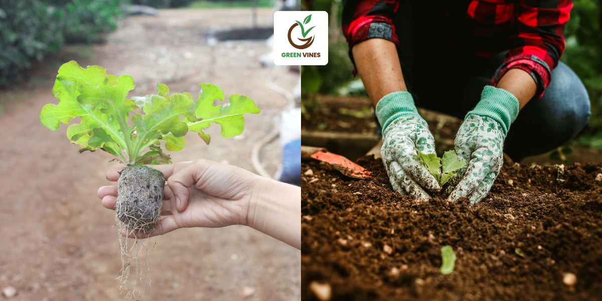 Viên nén xơ dừa dùng để trồng cây rau