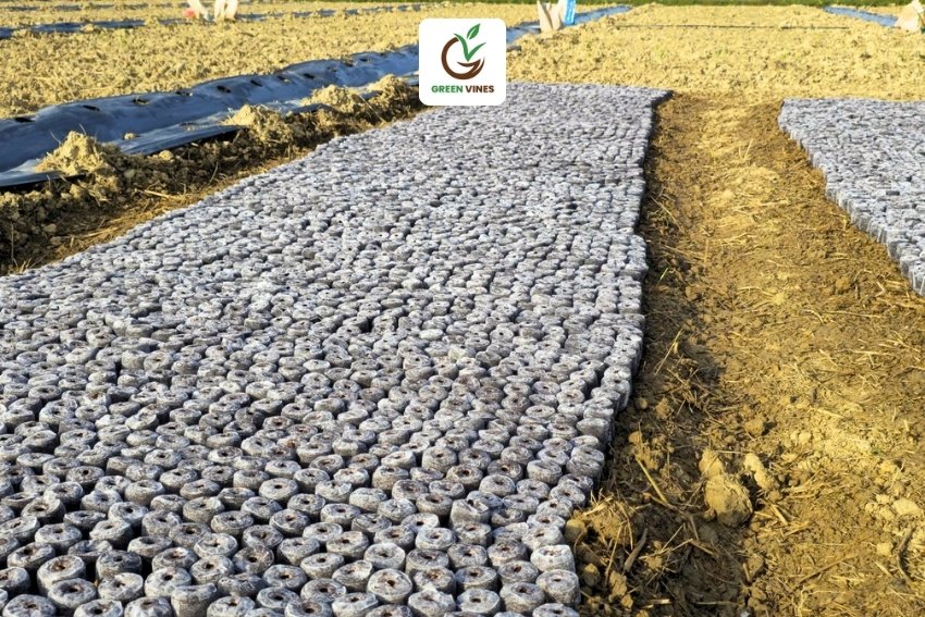 Viên nén xơ dừa ươm hạt giống dưa hấu