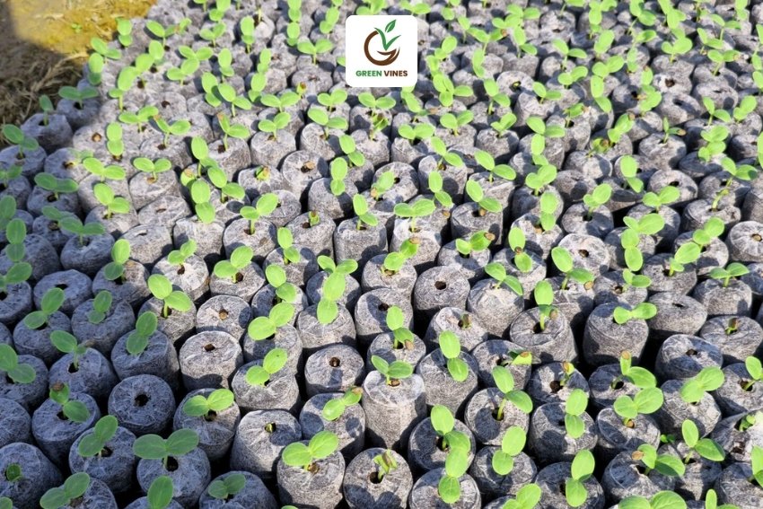 Viên nén xơ dừa ươm dưa hấu mọc rễ chỉ sau 1 ngày