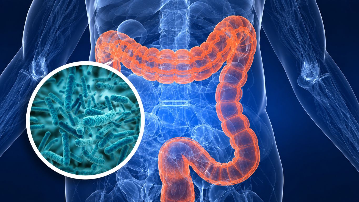 Hỗ trợ hệ tiêu hóa và tăng cường hệ miễn dịch