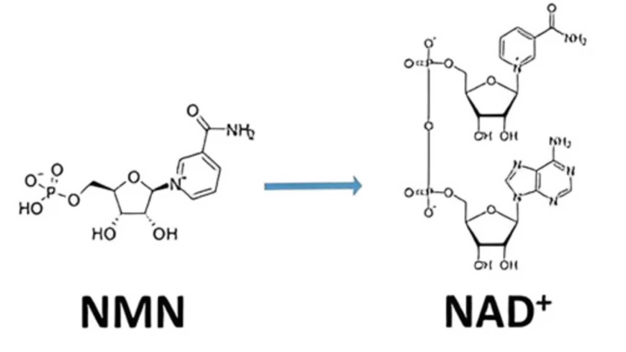 NMN hỗ trợ chức năng tế bào theo cách gián tiếp