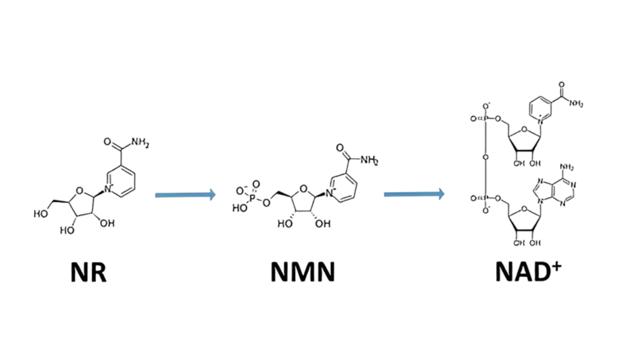 So sánh NMN, NAD+ Và NR