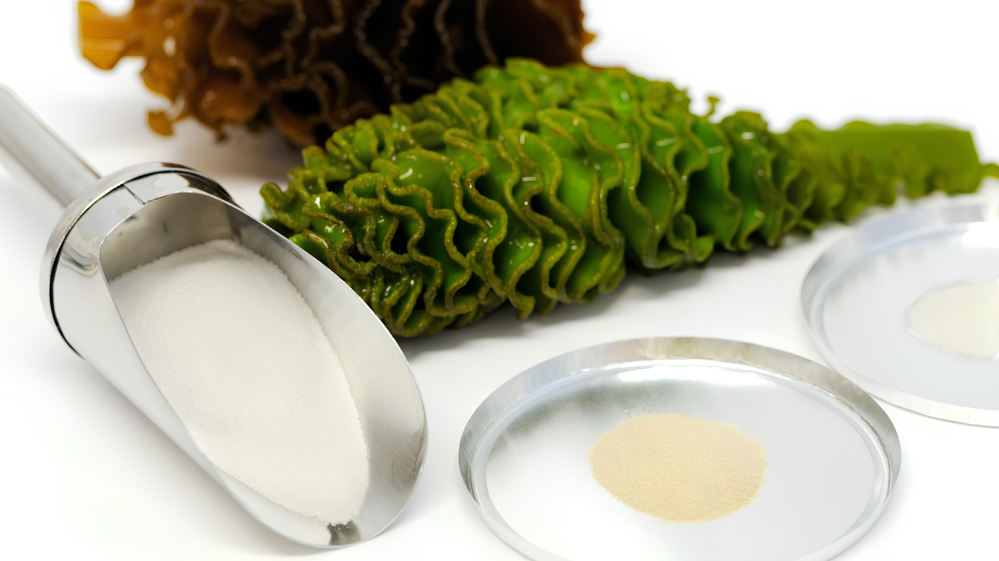 Thành phần và cơ chế hoạt động của Fucoidan Nhật
