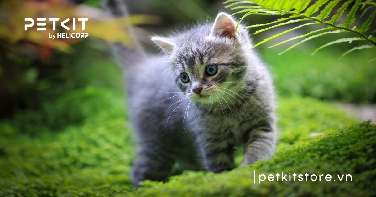 âm thanh mèo thích