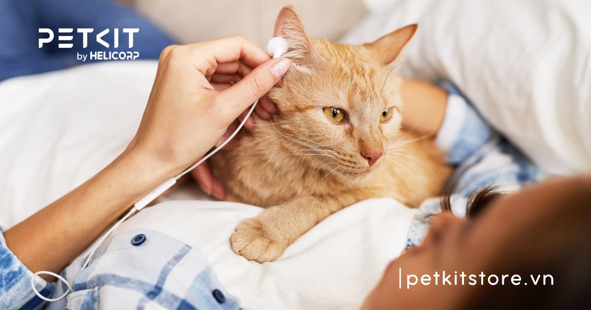 âm thanh mèo thích