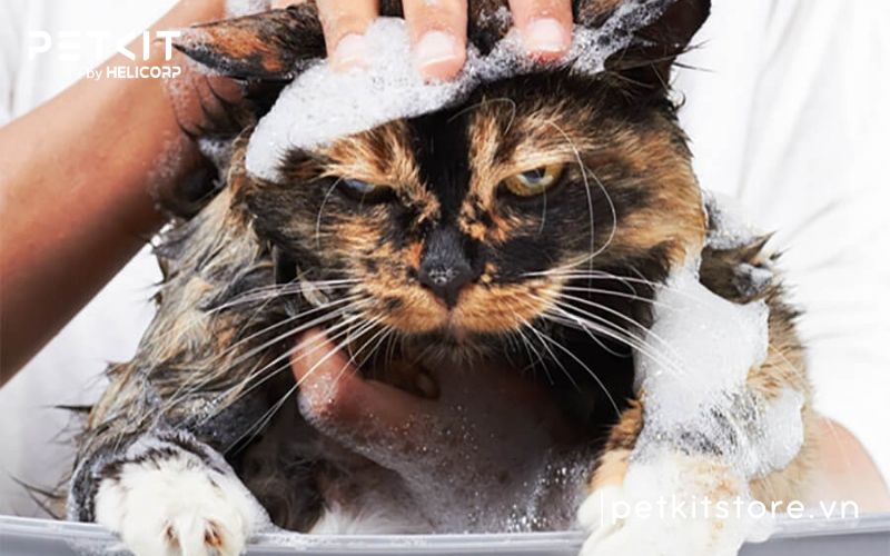 Bao lâu tắm cho mèo 1 lần