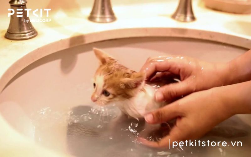 Bao lâu tắm cho mèo 1 lần