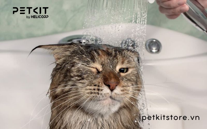 Bao lâu tắm cho mèo 1 lần