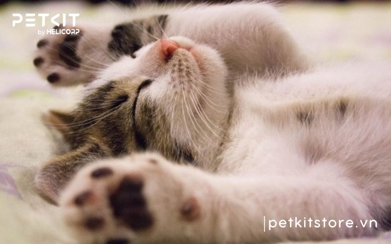 Bao lâu tắm cho mèo 1 lần