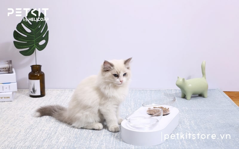 phụ kiện chó mèo petkit