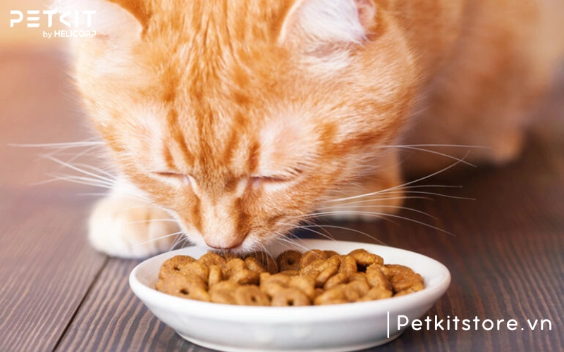 Mèo ăn nhiều hạt khiến cơ thể thiếu nước và gây ra táo bón ở mèo