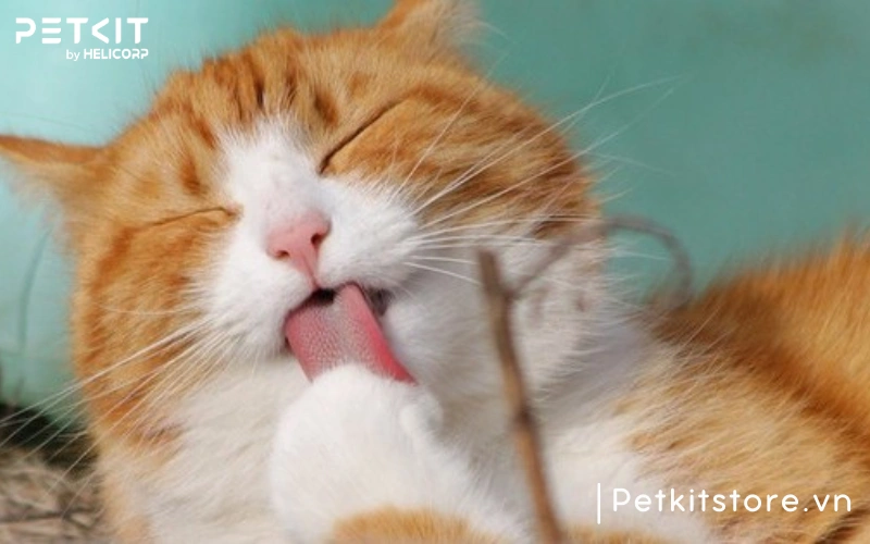 Mèo hay liếm lông gây ra búi lông và táo bón