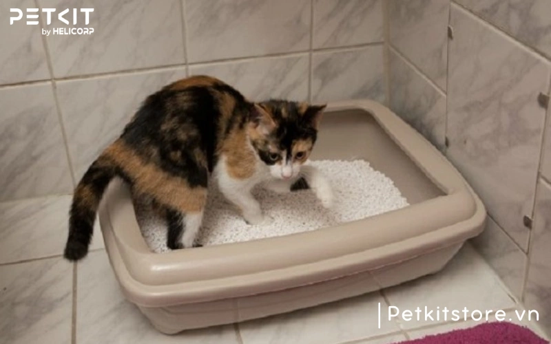 Mèo có hành vi lạ khi đi vệ sinh