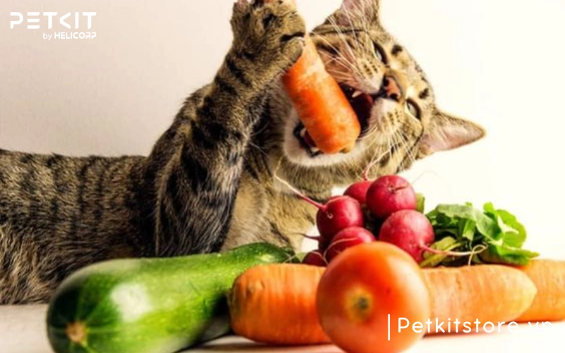 Bổ sung nhiều chất xơ trong khẩu phần ăn của mèo