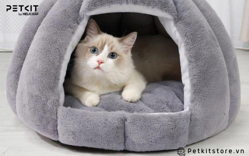 Nệm chứa nhiều bụi bẩn, lông mèo sẽ ảnh hưởng tới sức khỏe bé nếu không được giặt sạch