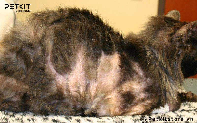 Không vệ sinh đồ dùng thường xuyên ảnh hưởng đến sức khỏe và bộ lông của mèo