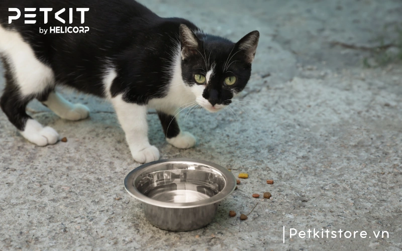 Mèo uống ít nước bởi bát nước có vị trí không phù hợp