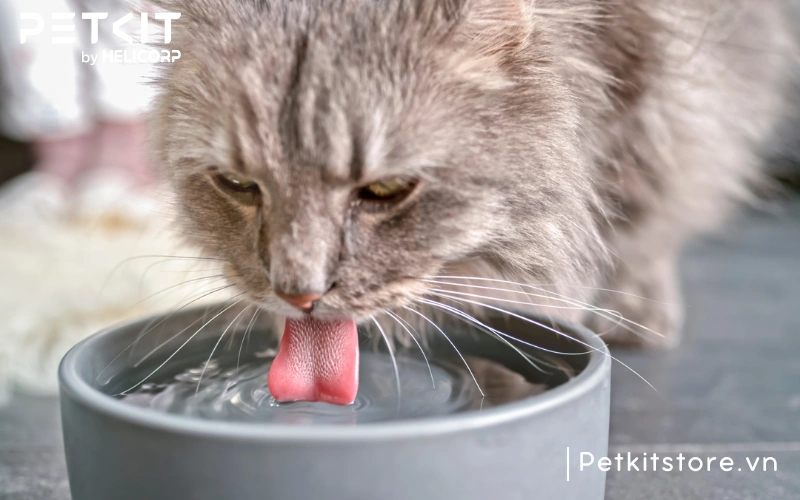 Bát nước không đủ sạch khiến mèo từ chối uống nước