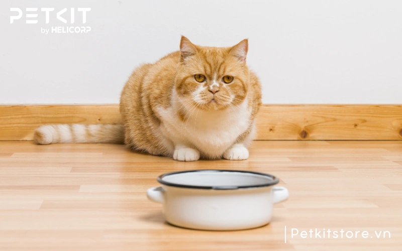 Bát nước quá vơi khiến mèo không muốn uống nước