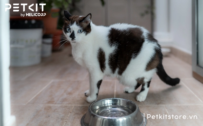 Bát nước quá sâu khiến mèo uống nước khó khăn